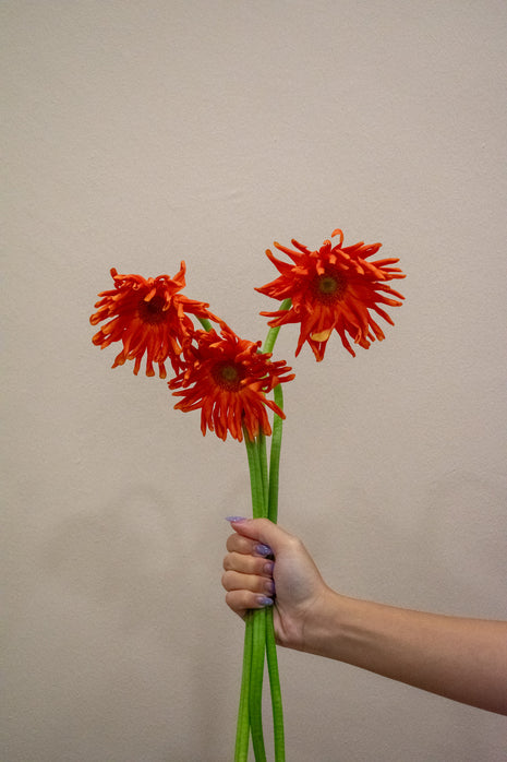 GERBERA CURLY ORANGE
