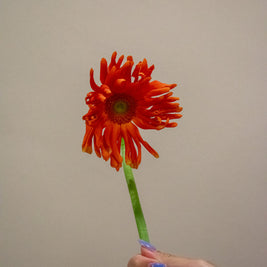 GERBERA CURLY ORANGE