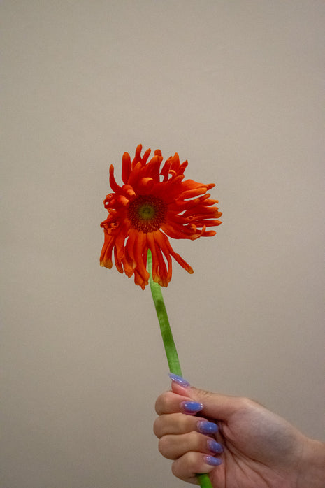 GERBERA CURLY ORANGE