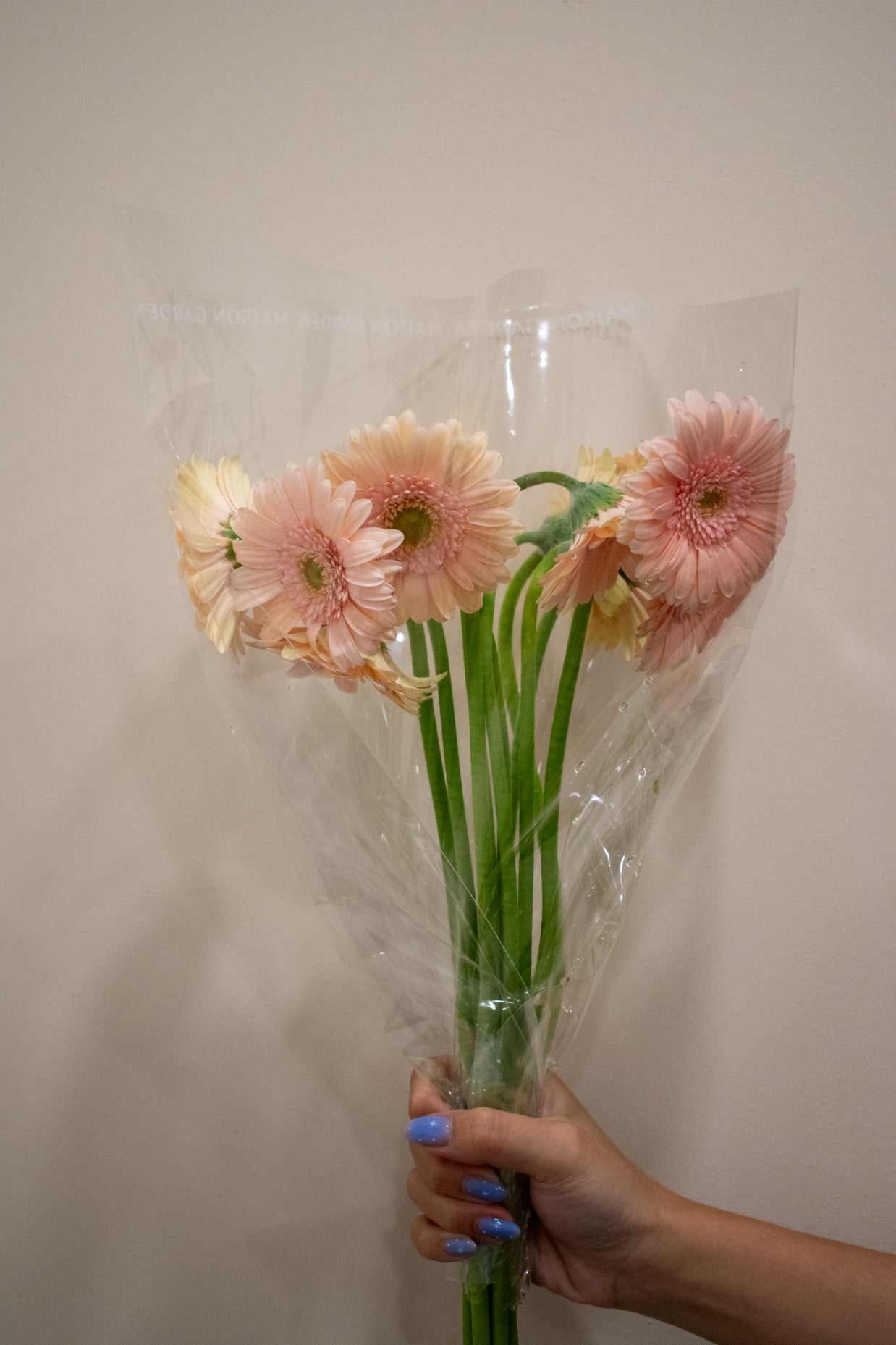 GERBERA MINI LIGHT PINK