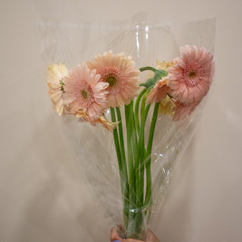 GERBERA MINI LIGHT PINK