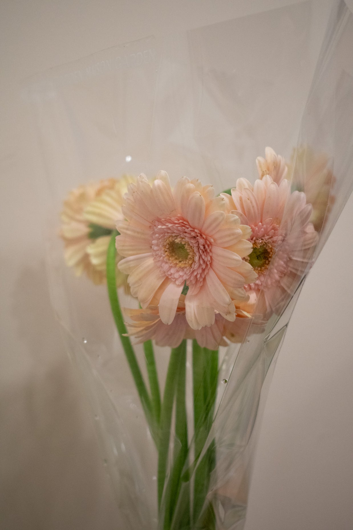 GERBERA MINI LIGHT PINK
