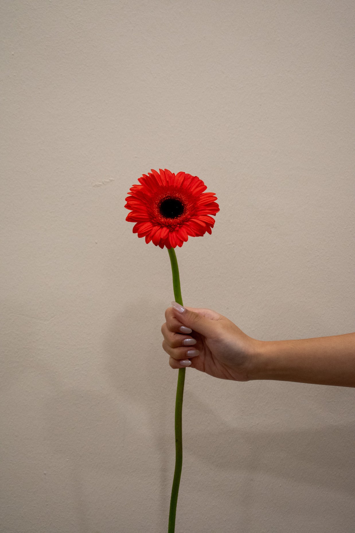 GERBERA RED