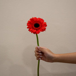 GERBERA RED
