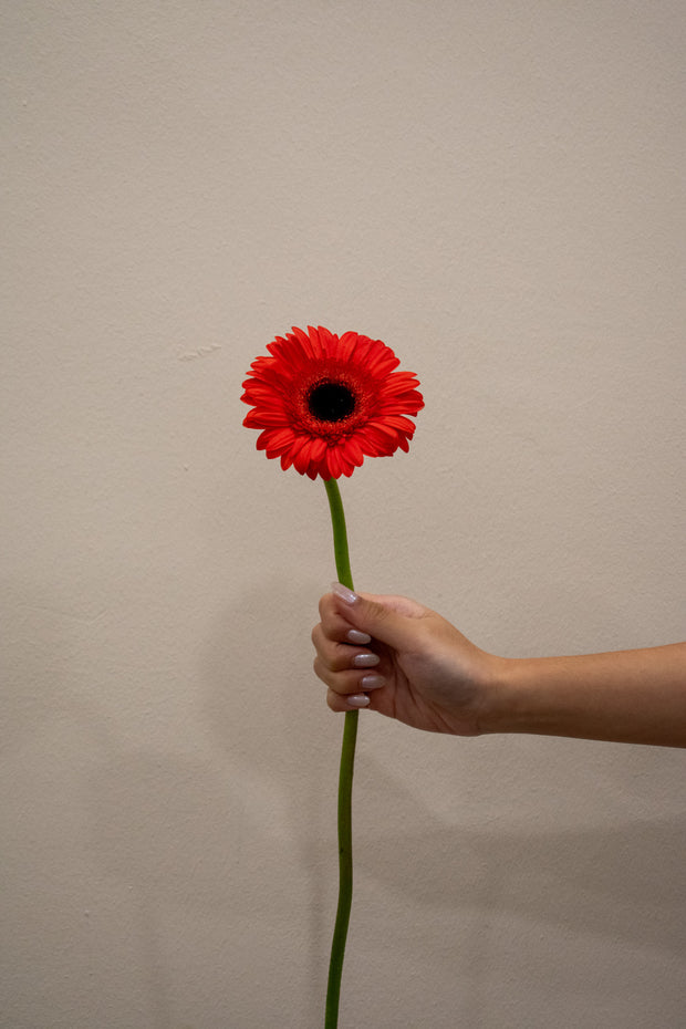 GERBERA RED
