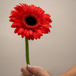 GERBERA RED