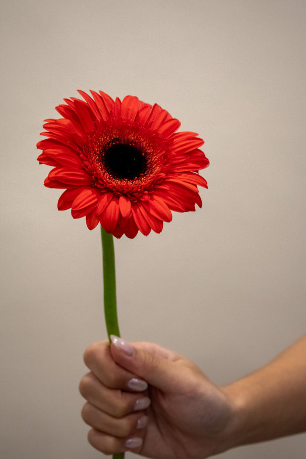 GERBERA RED