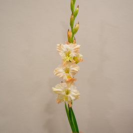 GLADIOLUS QUEEN ELIZABETH