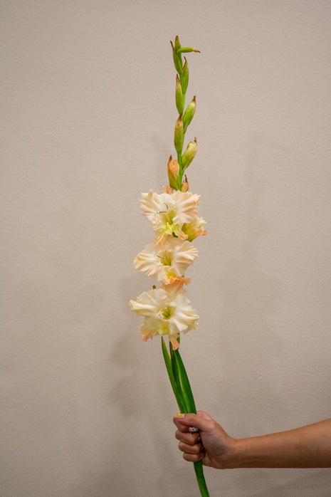 GLADIOLUS QUEEN ELIZABETH