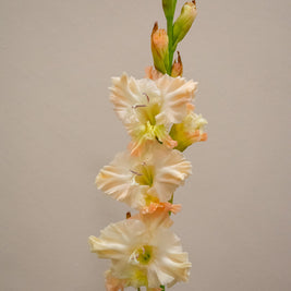 GLADIOLUS QUEEN ELIZABETH