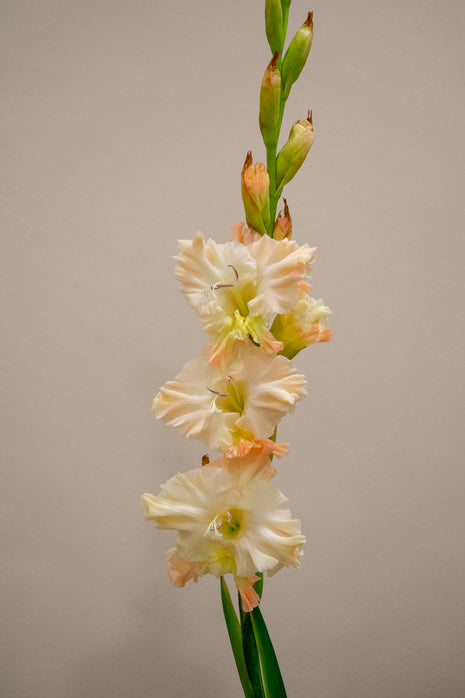 GLADIOLUS QUEEN ELIZABETH