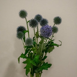 GLOBE THISTLE