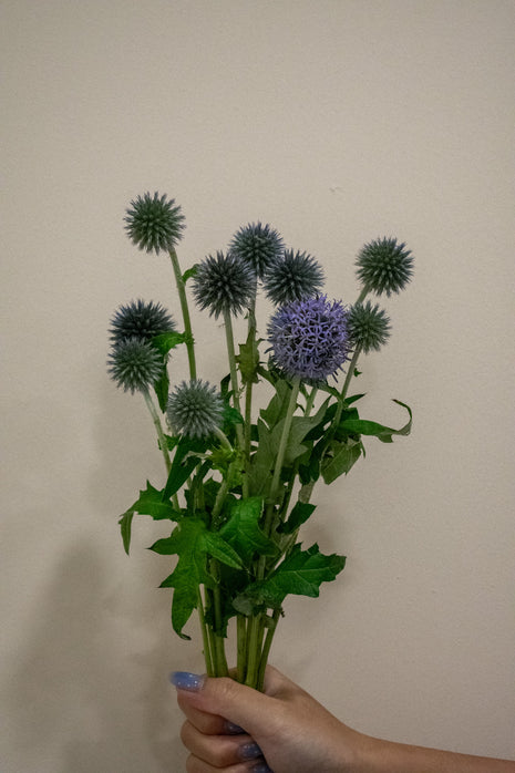 GLOBE THISTLE