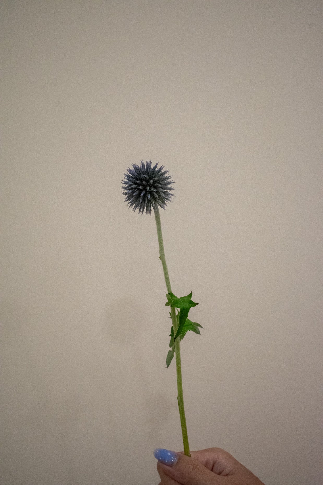 GLOBE THISTLE