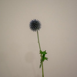 GLOBE THISTLE