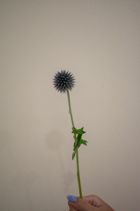 GLOBE THISTLE