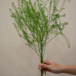 GREENBELL THLASPI