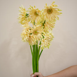 GERBERA CURLY YELLOW