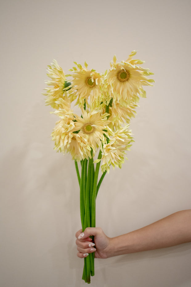 GERBERA CURLY  YELLOW