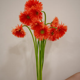GERBERA SPIDER ORANGE