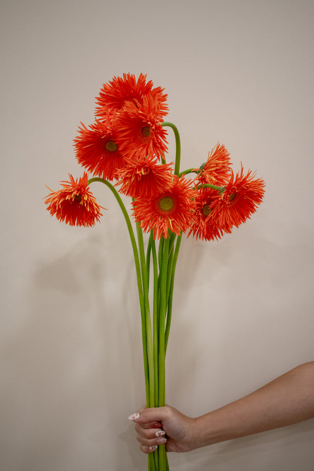 GERBERA SPIDER ORANGE
