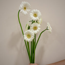 GERBERA WHITE