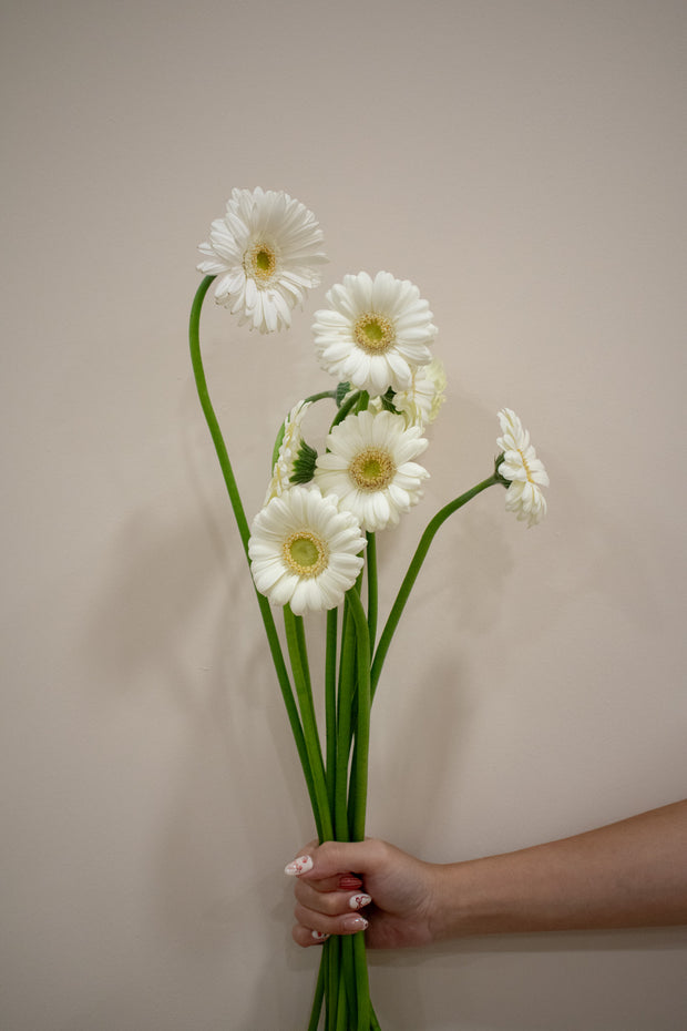 GERBERA WHITE