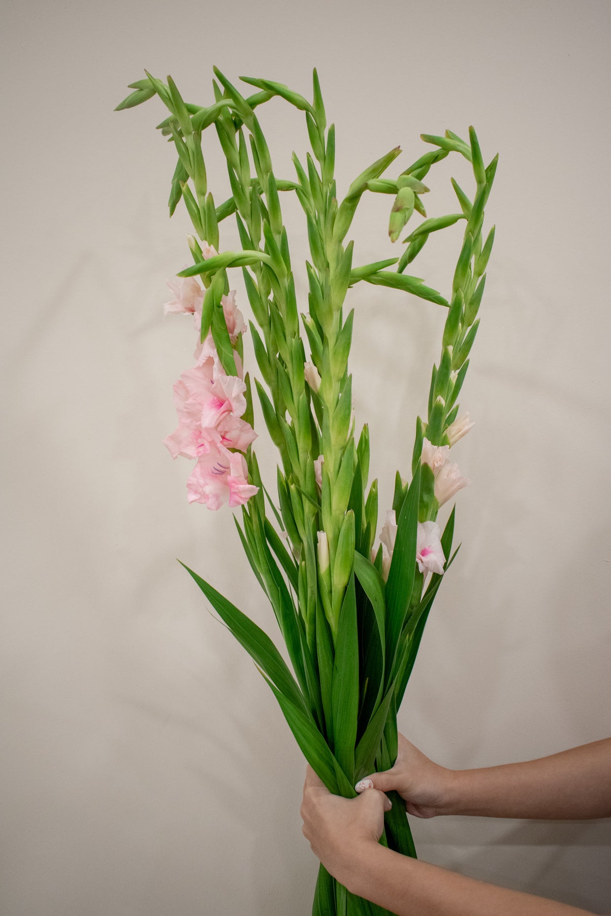 GLADIOLUS PINK
