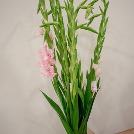 GLADIOLUS PINK