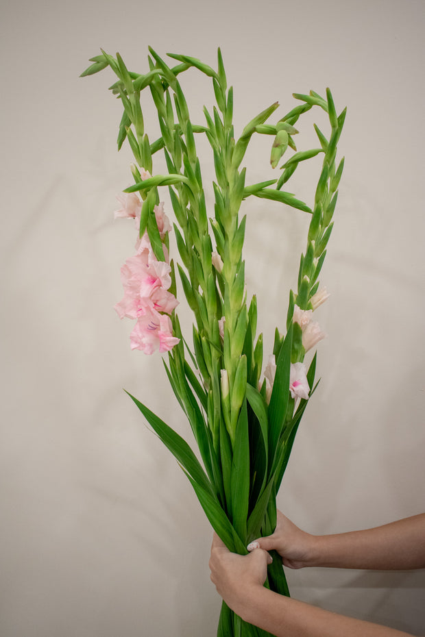 GLADIOLUS PINK