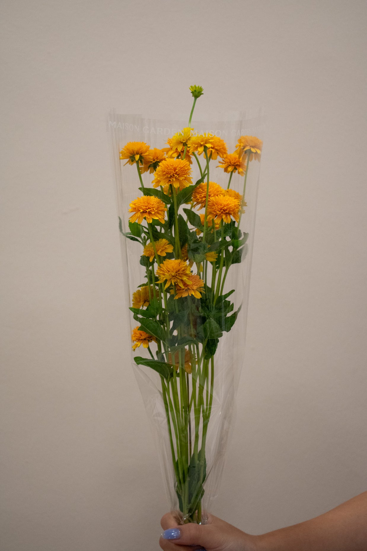 HELIOPSIS ASAHI YELLOW