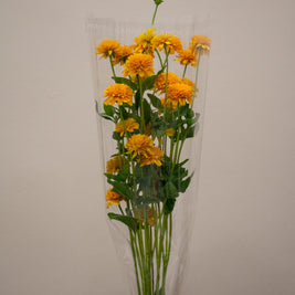 HELIOPSIS ASAHI YELLOW