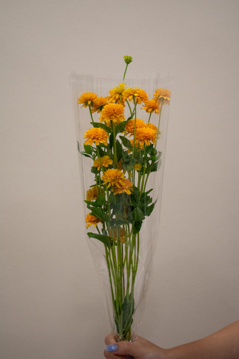 HELIOPSIS ASAHI YELLOW