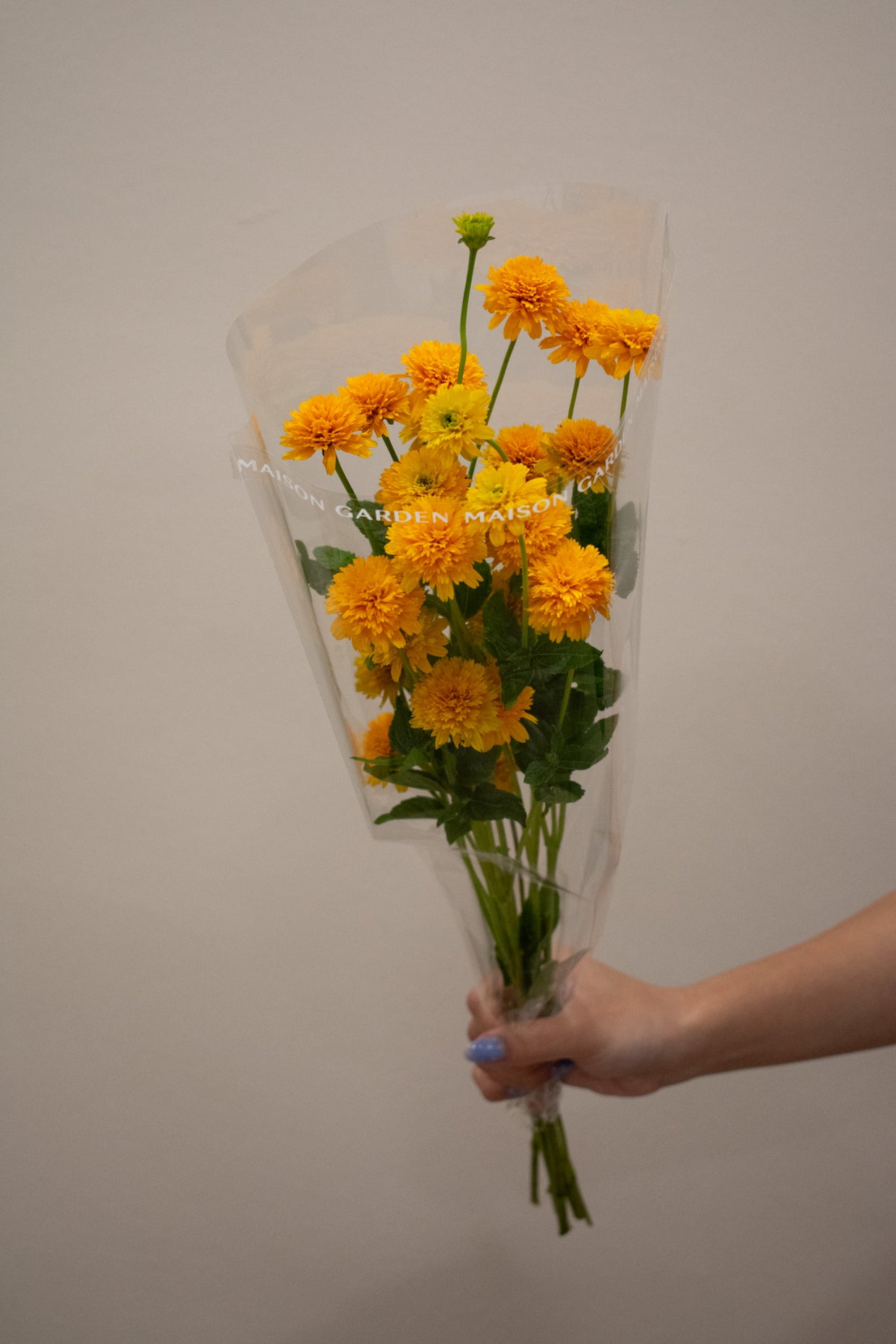 HELIOPSIS ASAHI YELLOW