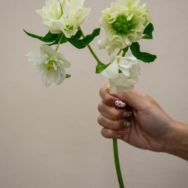 HELLEBORUS WHITE