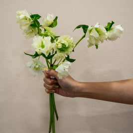 HELLEBORUS WHITE