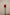 HIPPEASTRUM