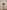 HIPPEASTRUM