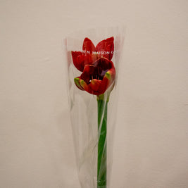 HIPPEASTRUM