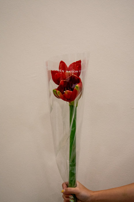 HIPPEASTRUM