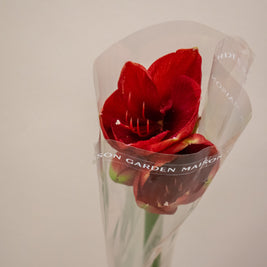 HIPPEASTRUM