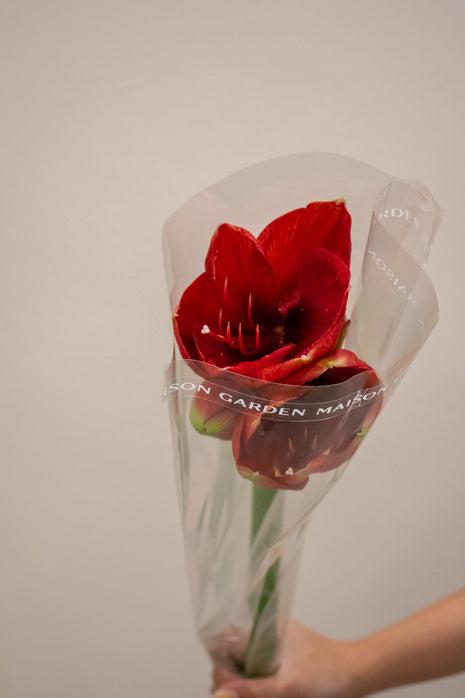 HIPPEASTRUM