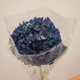 HYDRANGEA AUBERGINE