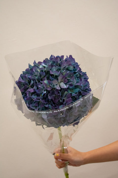 HYDRANGEA AUBERGINE