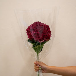 HYDRANGEA DARK RUBY