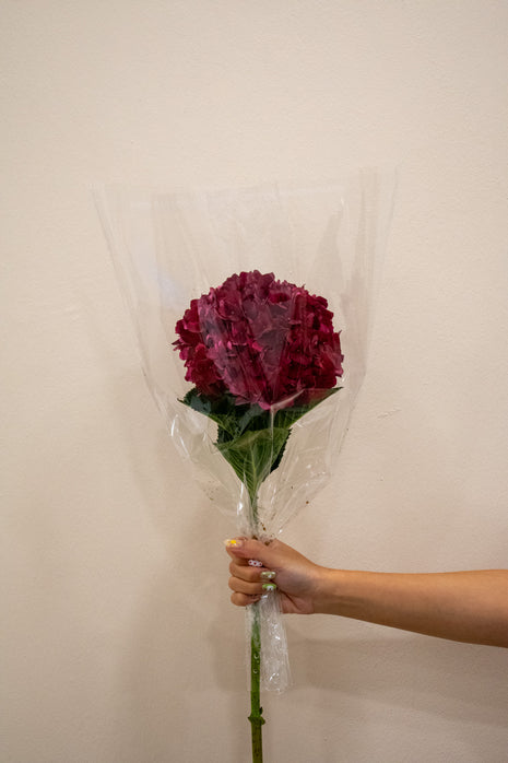 HYDRANGEA DARK RUBY