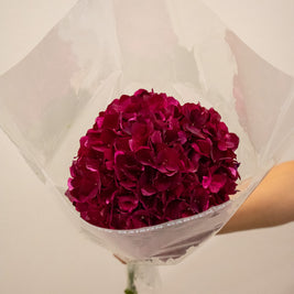 HYDRANGEA DARK RUBY