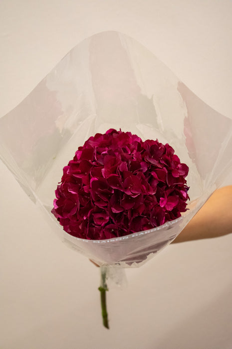 HYDRANGEA DARK RUBY