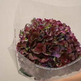 HYDRANGEA MAGICAL RUBY GLOW