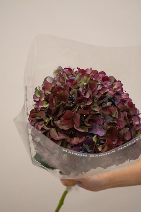 HYDRANGEA MAGICAL RUBY GLOW